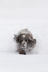 Image showing english cocker spaniel dog playing in snow winter