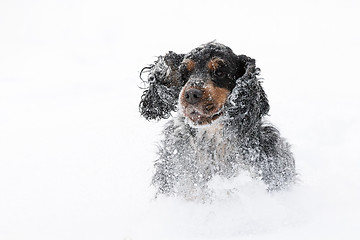 Image showing english cocker spaniel dog playing in snow winter