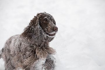 Image showing english cocker spaniel dog playing in snow winter