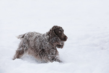 Image showing english cocker spaniel dog playing in snow winter