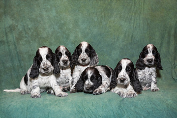 Image showing English Cocker Spaniel puppy family