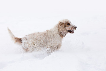 Image showing english cocker spaniel dog playing in snow winter