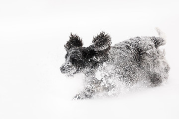 Image showing english cocker spaniel dog playing in snow winter