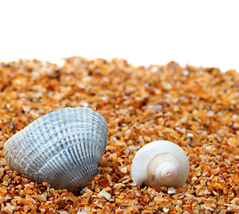 Image showing Two seashell on sand and white background