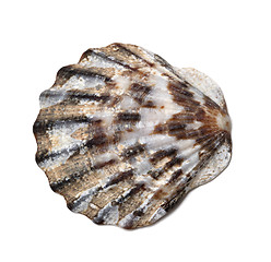 Image showing Seashell on white