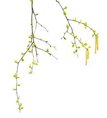 Image showing Spring twigs of birch with young green leaves and catkins