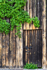 Image showing Old wooden wall with door, vintage metal lock and green leaves o