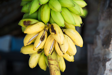 Image showing bunch of green bananas at street market