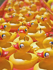 Image showing lots of ducks