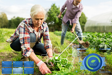 Image showing senior couple working in garden or at summer farm