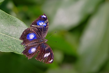 Image showing butterfly