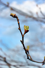 Image showing Young sprouts of a tree in the spring