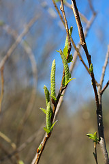 Image showing Young sprouts of a willow in the spring