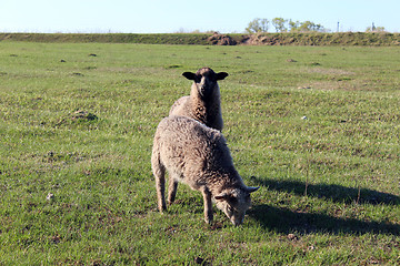 Image showing sheep grazing on the grass