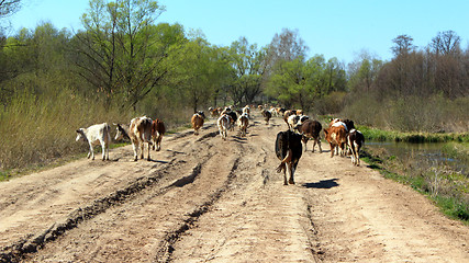 Image showing cows coming back from pasture