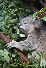 Image showing koala