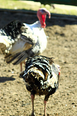 Image showing turkey-cocks in the village