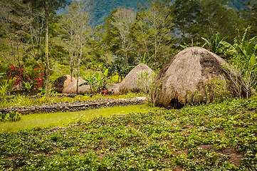 Image showing Straw houses with gardens