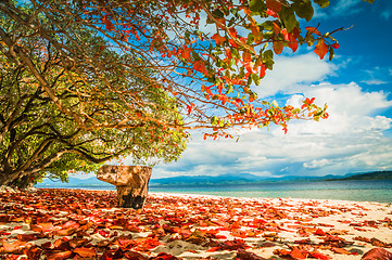 Image showing Leaves on beach