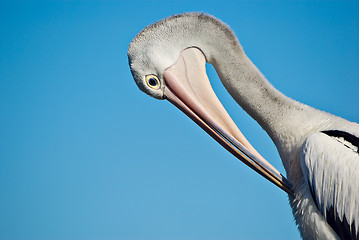 Image showing pelican