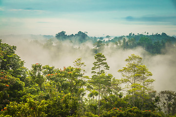 Image showing Fog in Will-will