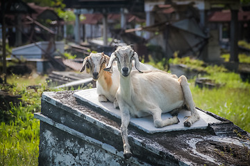 Image showing Two white goats