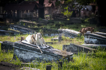 Image showing Cemetery in Surabaya