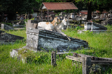 Image showing Two goats in cemetery