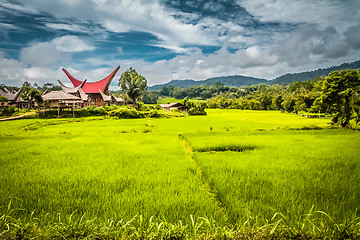 Image showing Large field of grass