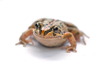 Image showing tasmaniesis frog