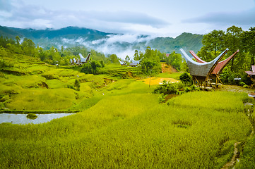 Image showing Morning fog in Toraja