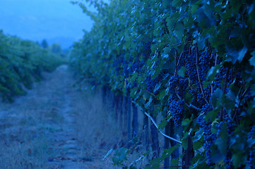 Image showing Evening in the Vineyard