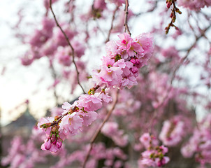 Image showing blooming sakura tree