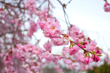 Image showing blooming sakura tree