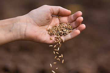 Image showing hand pouring ripe rye grain