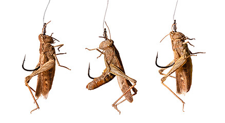 Image showing set of fishing hooks with grasshoppers