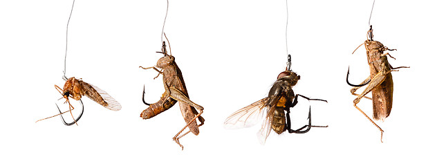 Image showing set of baits on the hook isolated on white