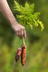 Image showing hand with freshly harvested carrots