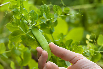 Image showing hand picking pod of peas in the garden