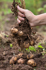 Image showing digging bush potato