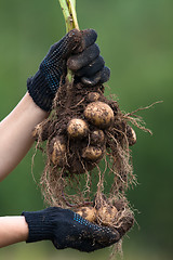 Image showing hands in gloves holding digging bush potato