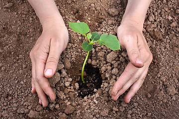 Image showing hands planting cucumber seedling