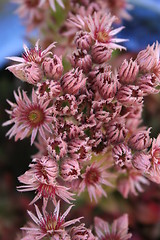 Image showing Sedum