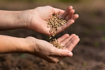 Image showing hands pouring rye grains, closeup