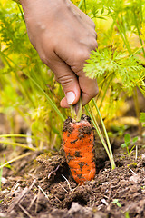 Image showing hand pulling carrot in vegetable garden