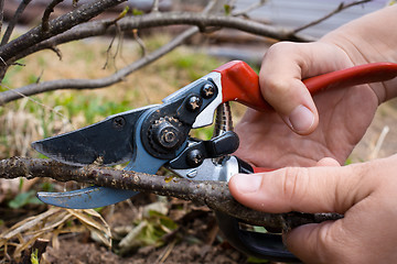 Image showing hand with garden pruner