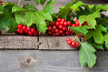 Image showing branch of red viburnum berries on the wooden table