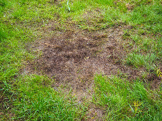 Image showing Burnt grass after moss attack during winter, fresh green grass r