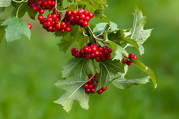 Image showing branch of red viburnum