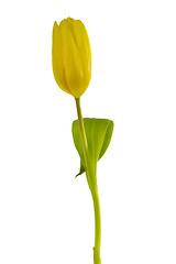 Image showing Yellow Tulip